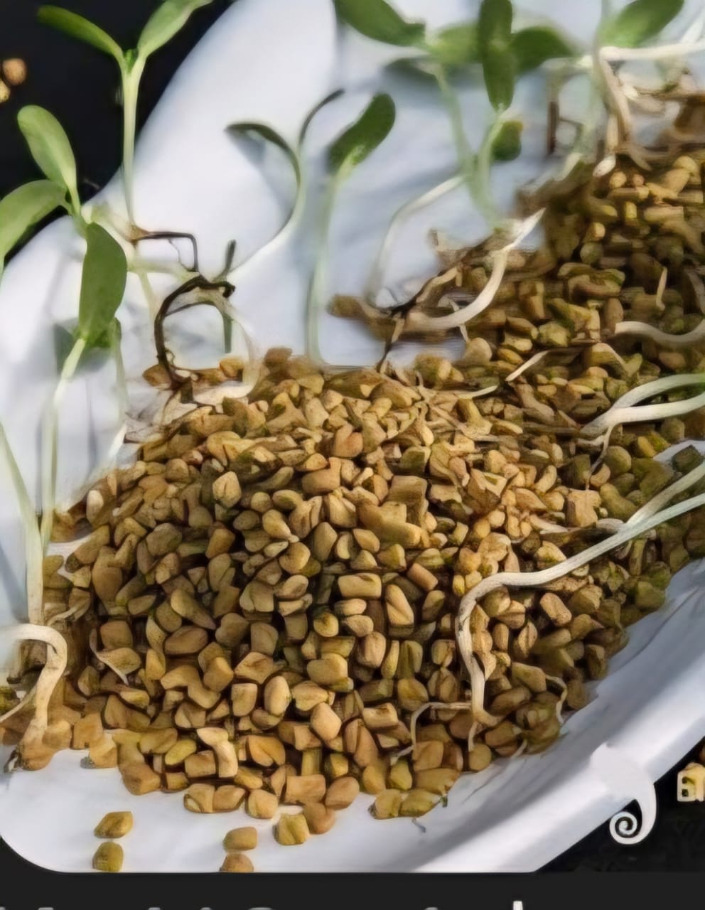 Fenugreek Seeds